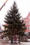Das erste Weihnachtsbaum des Europa Platzes.