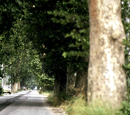 Platn liget az Erzsbet-szigeten